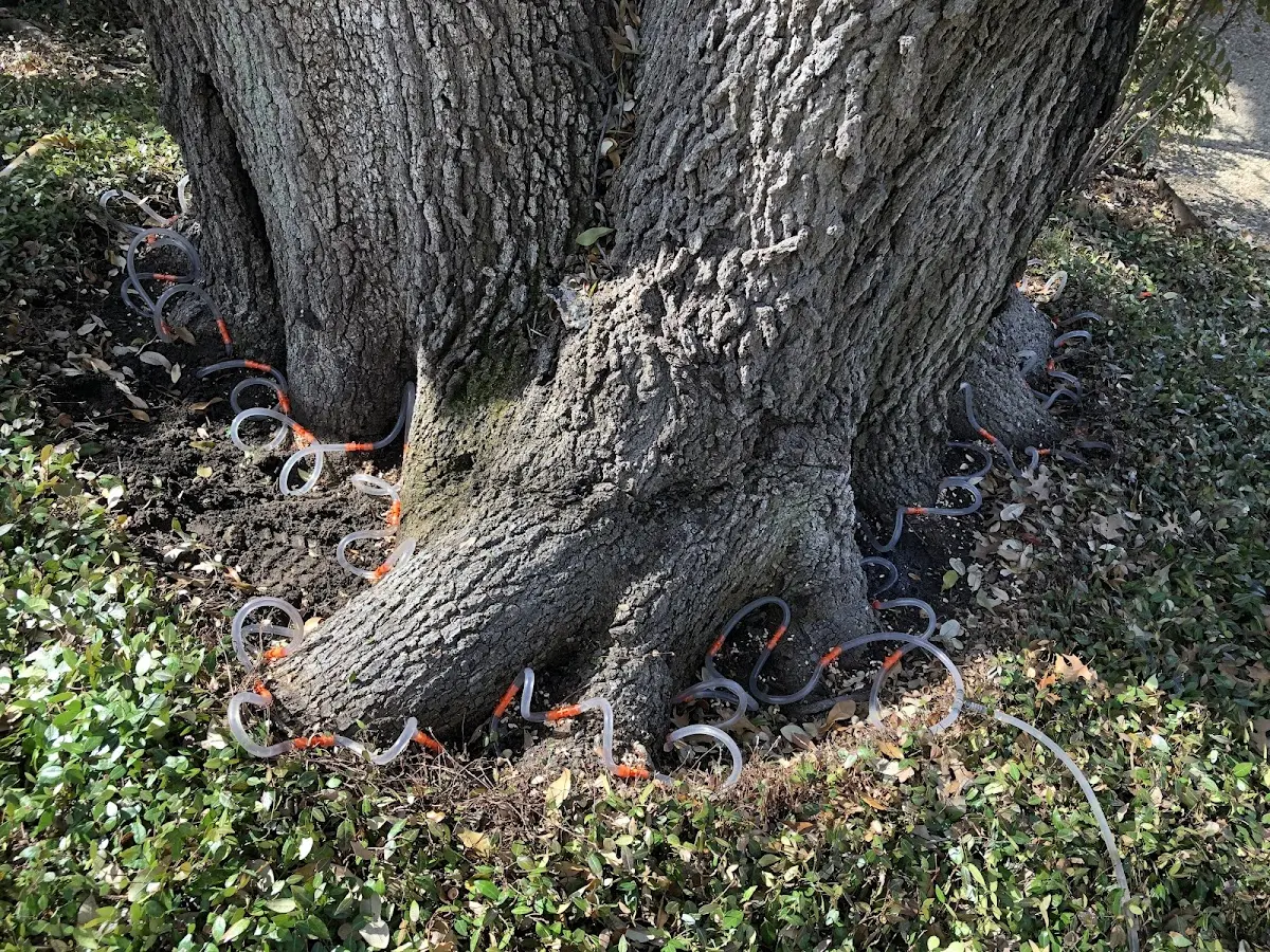 Detailed Tree Cabling and Bracing job site in Marengo