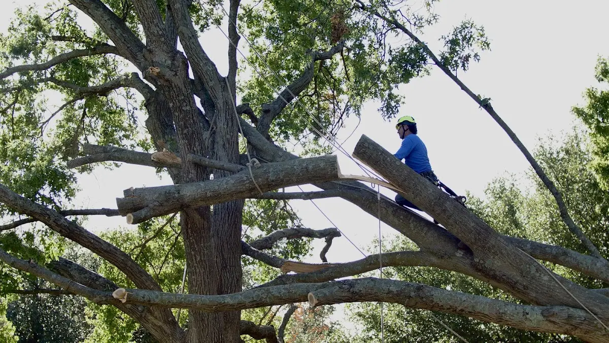 Professional Crown Thinning performed by certified arborists in Marengo