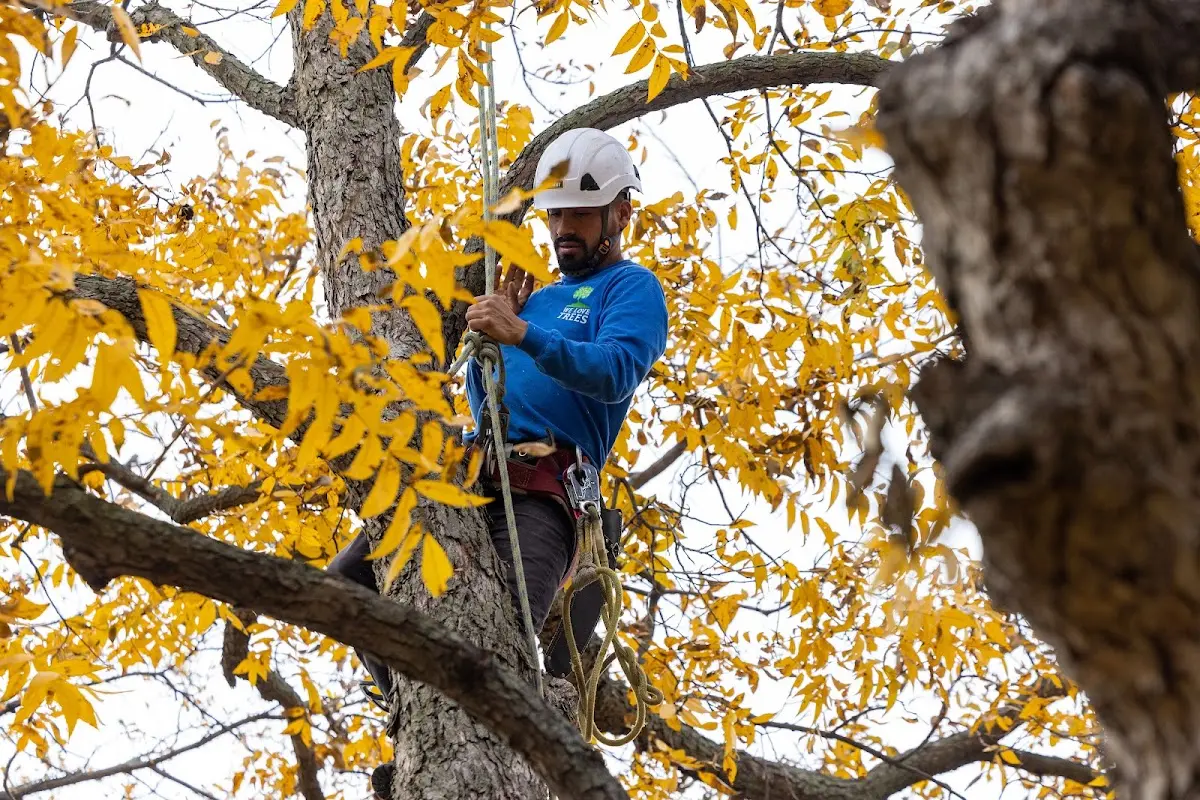 Skilled Storm Damage Cleanup crew working in Marengo